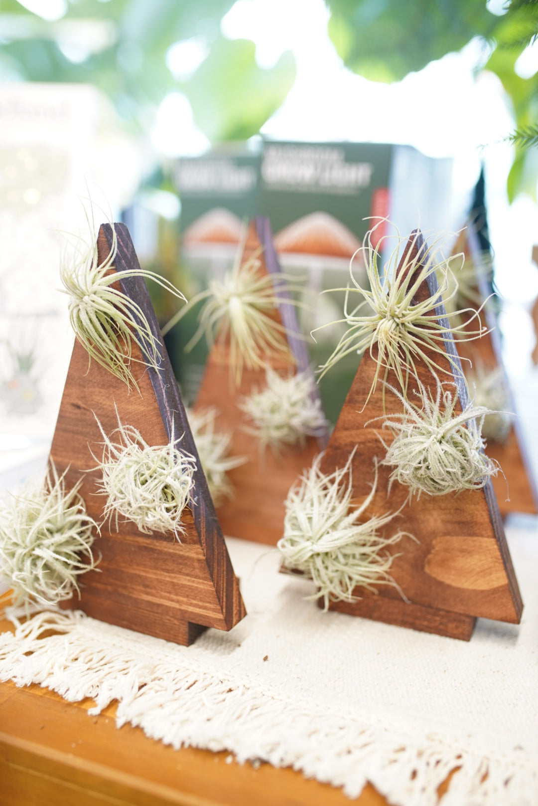 Tillandsia Holiday Tree