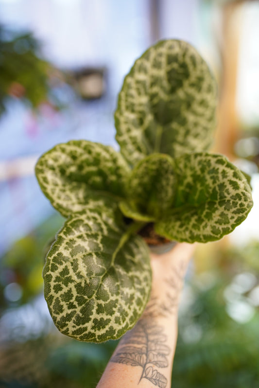 Primulina dryas 'Pretty Turtle'
