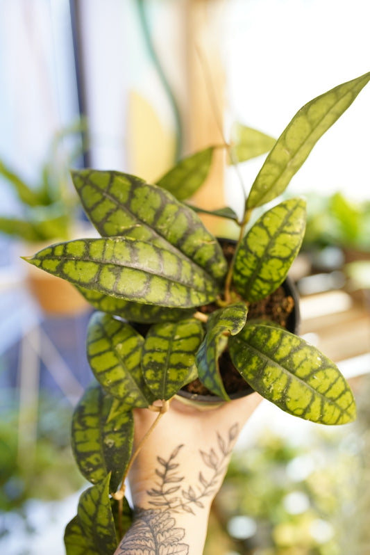 Hoya callistophylla 'Black Cat'