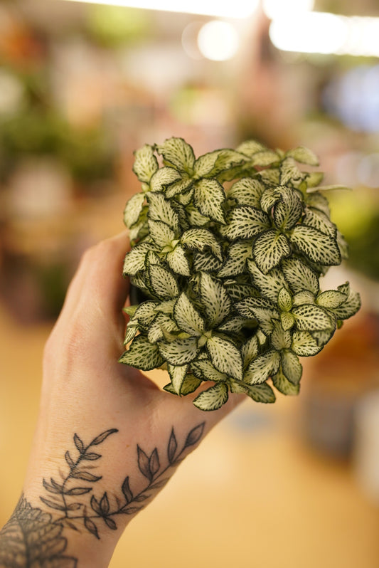 Fittonia Lovers