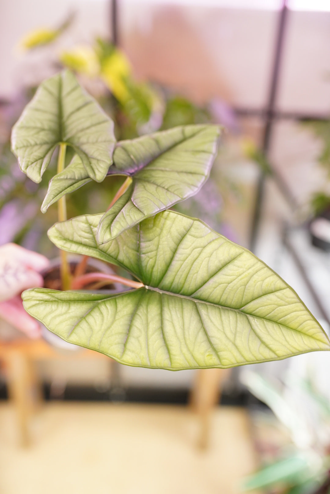 Alocasia Quicksilver