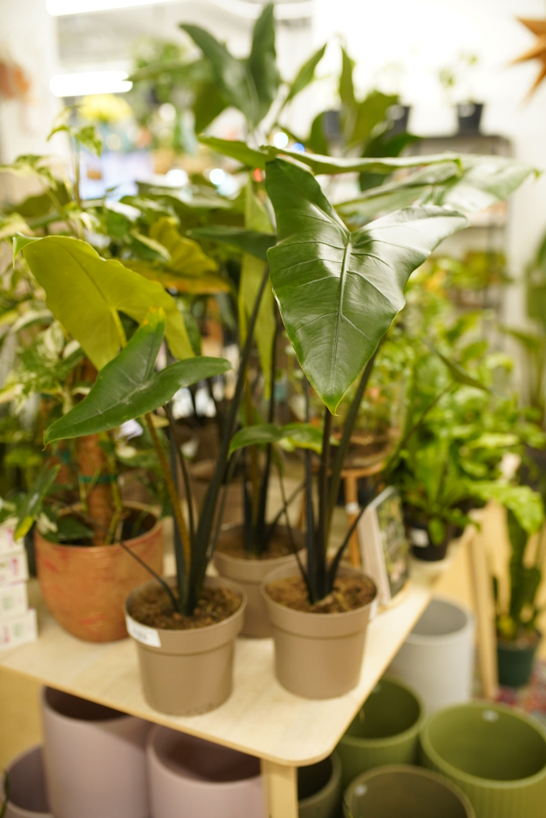 Alocasia Blackout