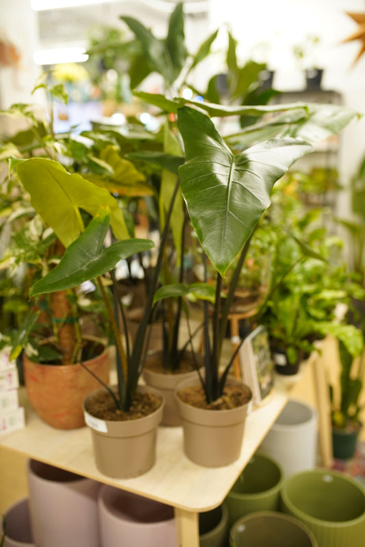 Alocasia Blackout