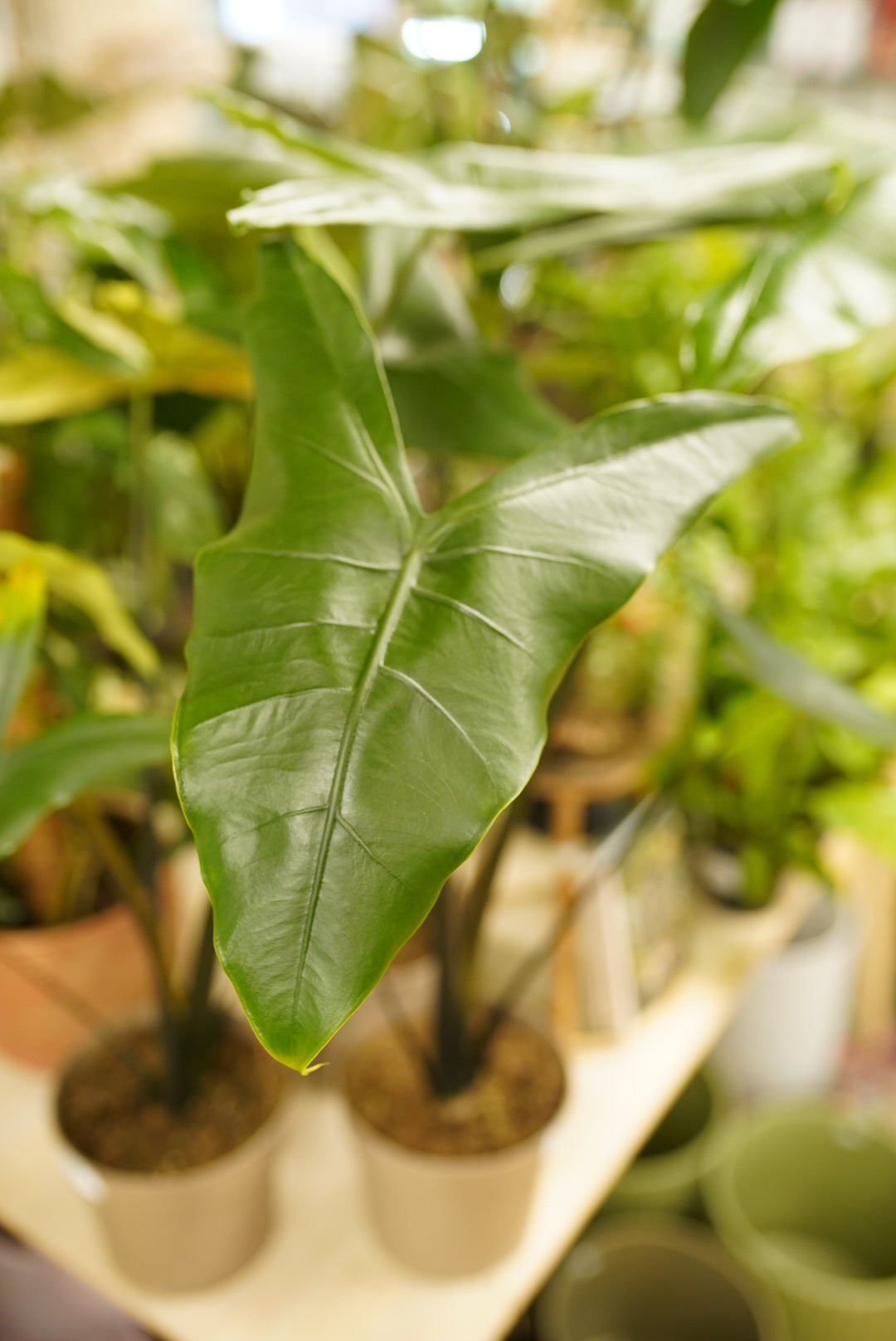 Alocasia Blackout