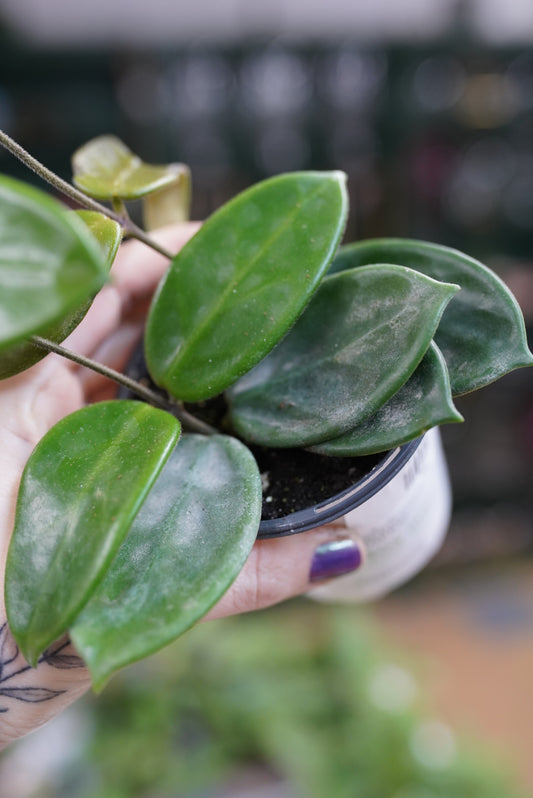 Hoya vangviengiensis
