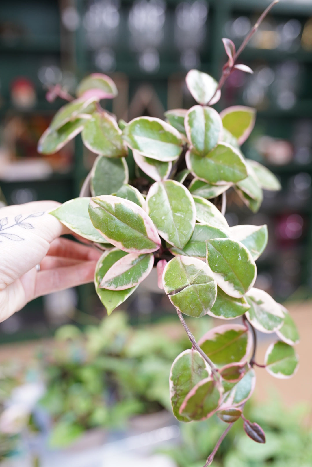 Hoya Flamingo Dream | Variegated Hoya Houseplant – Ruby Flora