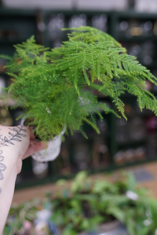 Sprengeri Fern aka Asparagus Fern