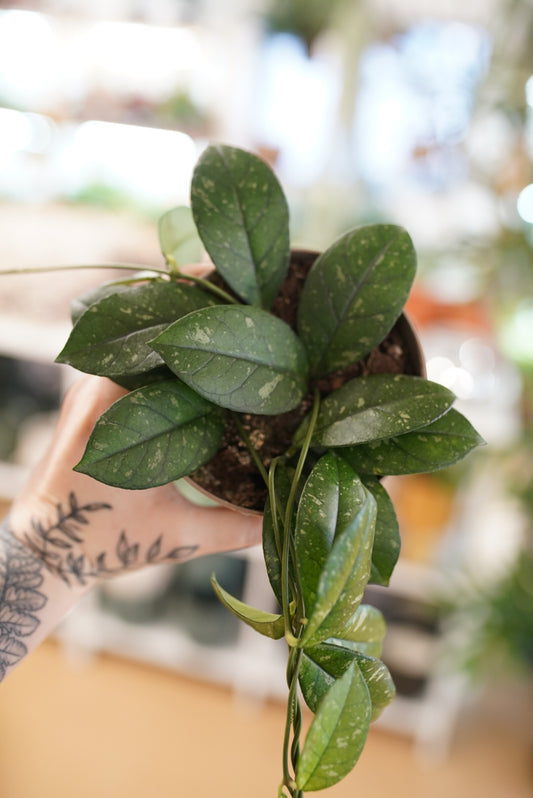 Hoya crassipetiolata 'splash' (Round Leaf Form)