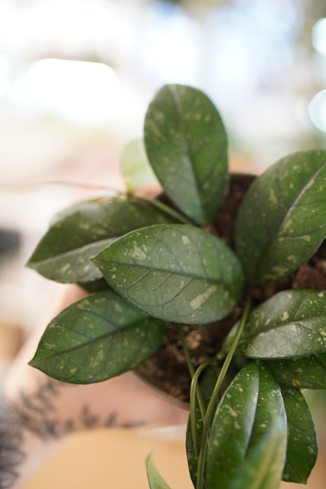 Hoya crassipetiolata 'splash' (Round Leaf Form)