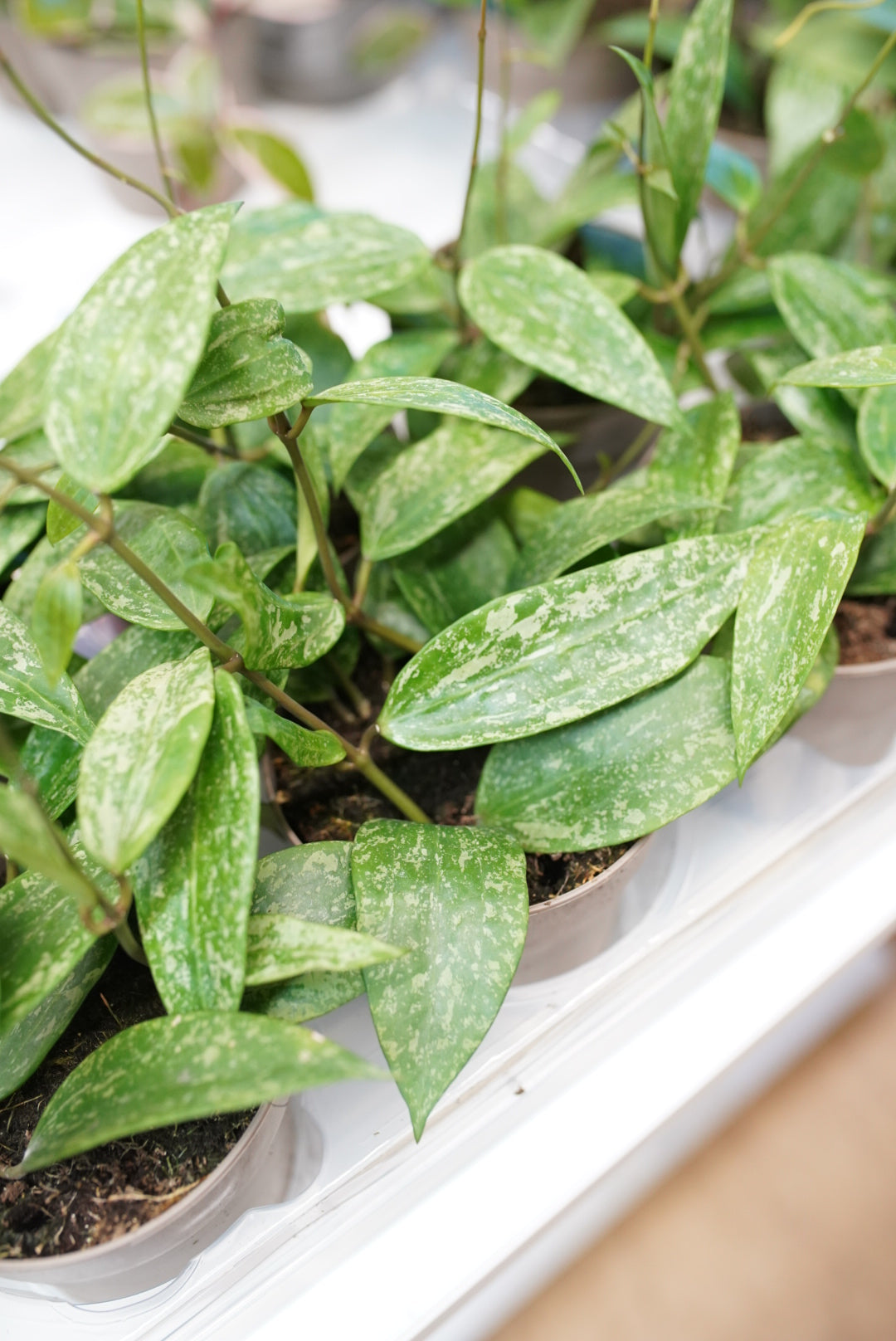 Hoya Rangsan 'Splash'