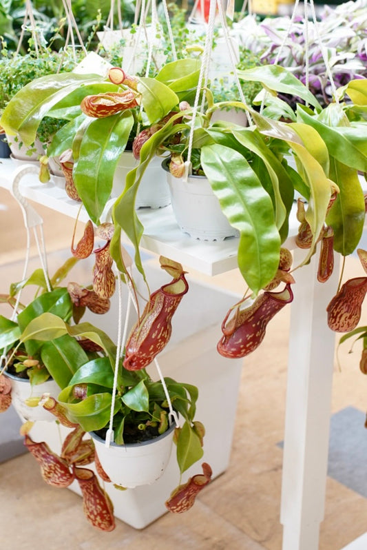 Nepenthes Gaya Pitcher Plant