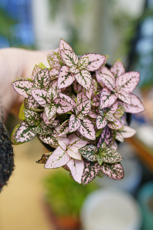Hypoestes 'Splash Pink'