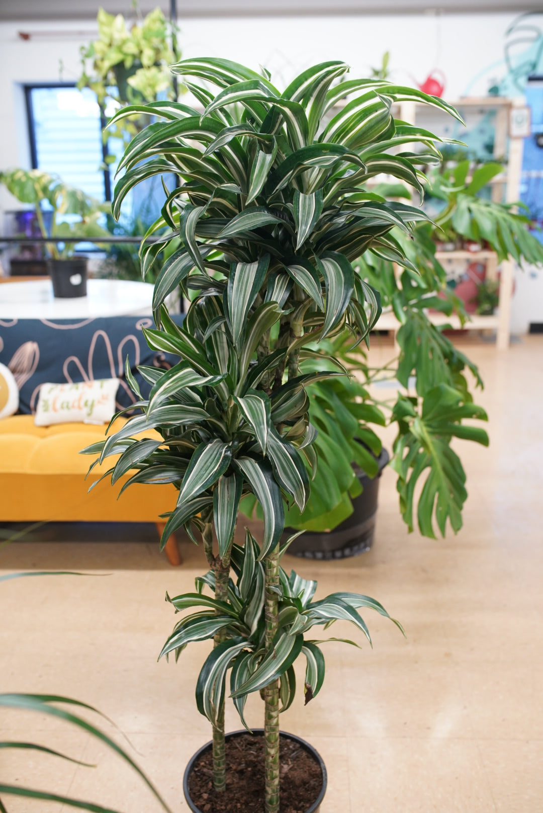 Dracaena Jade Jewel Cane