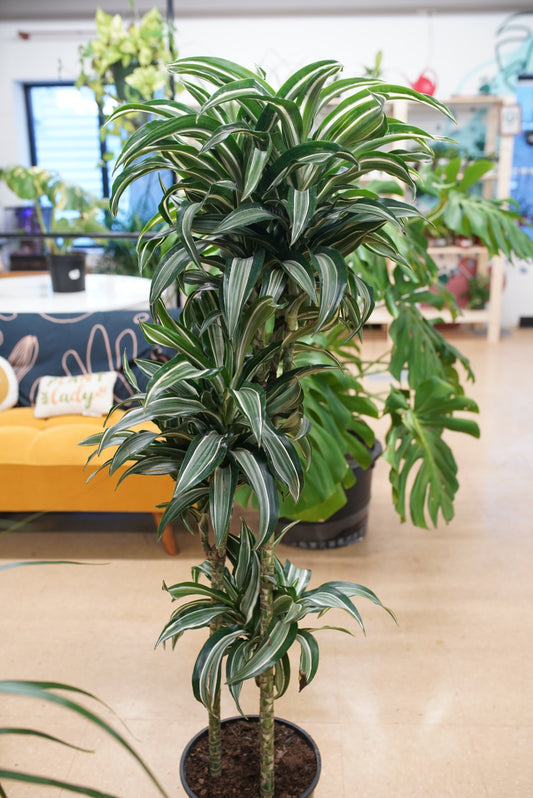 Dracaena Jade Jewel Cane