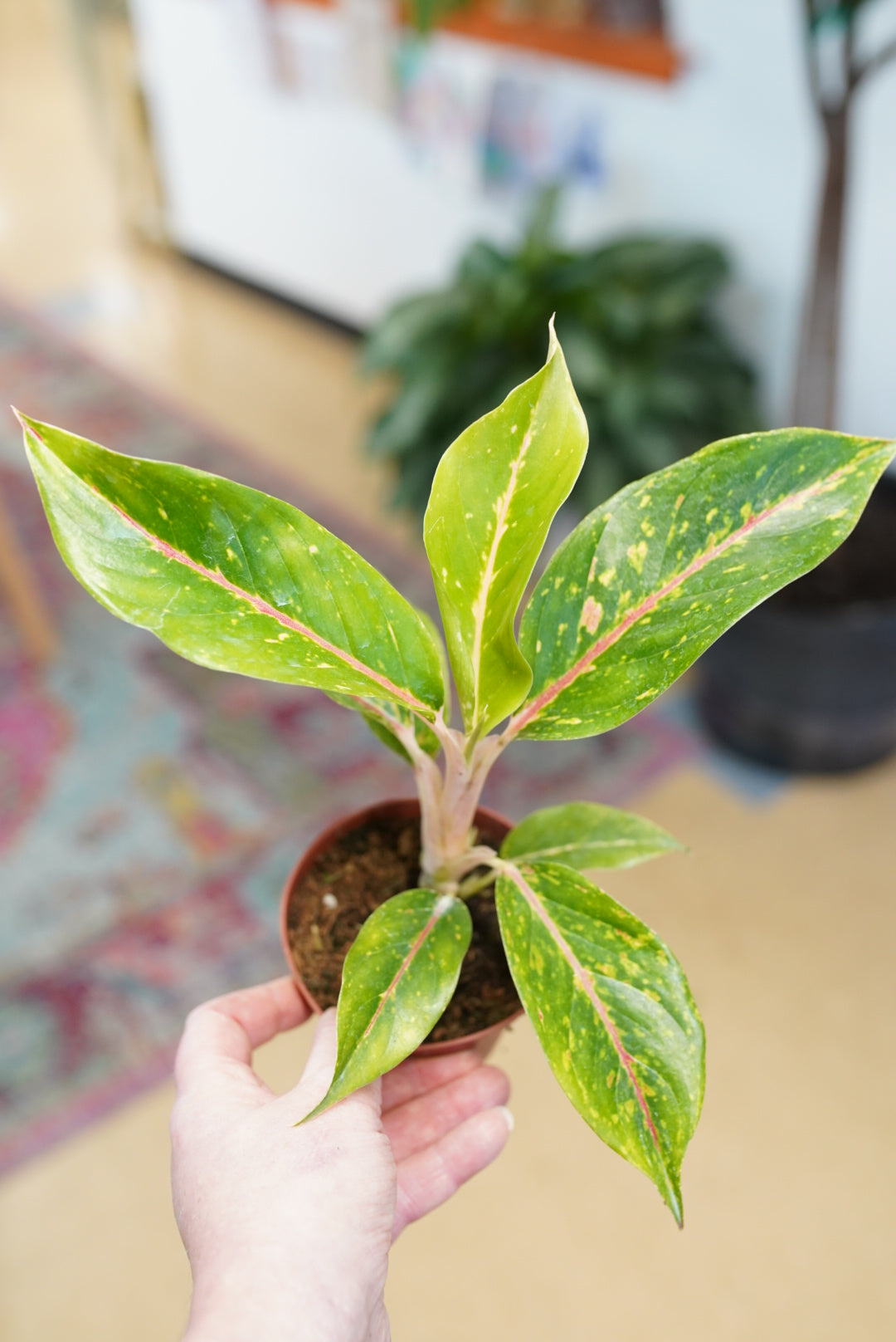 Aglaonema 'Night Sparkle'