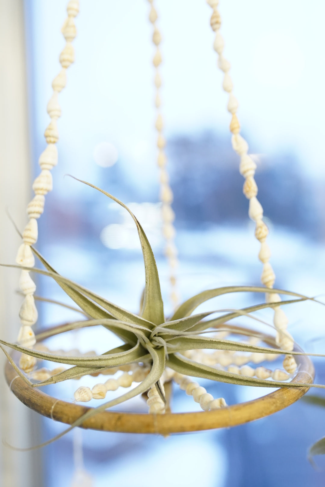 Seashell Air Plant Hanger