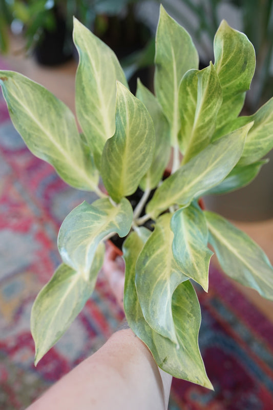 Aglaonema 'Ghost'