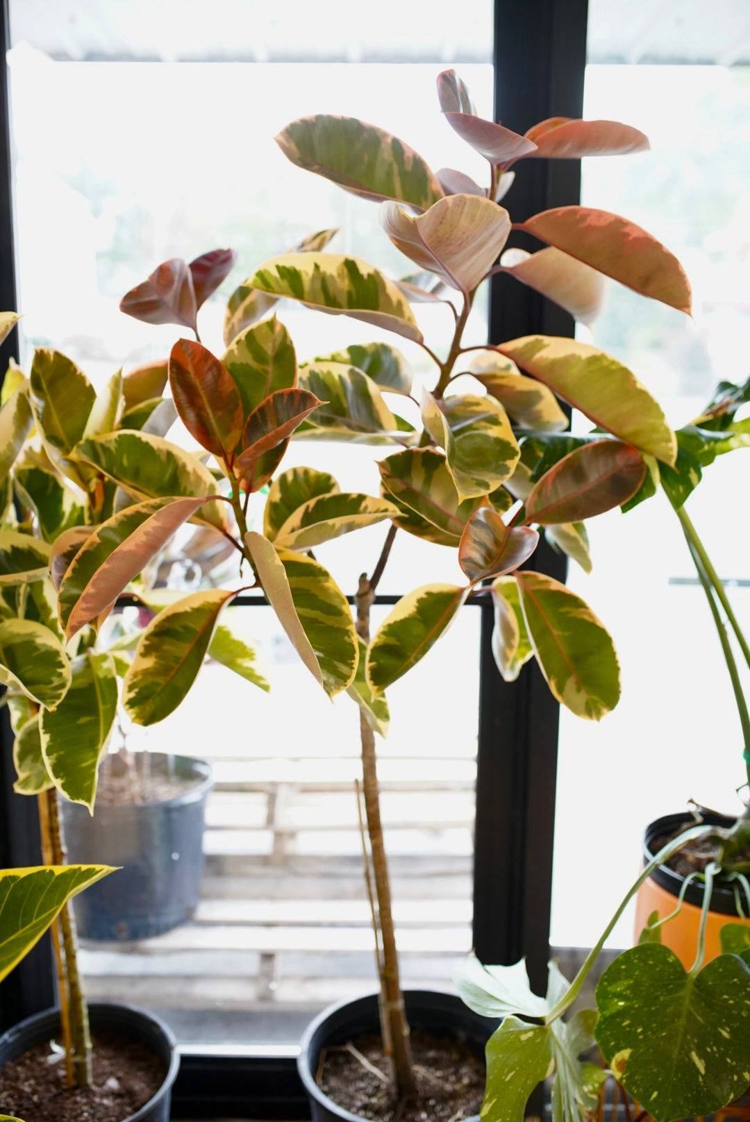 Ficus Elastica ‘Ruby’