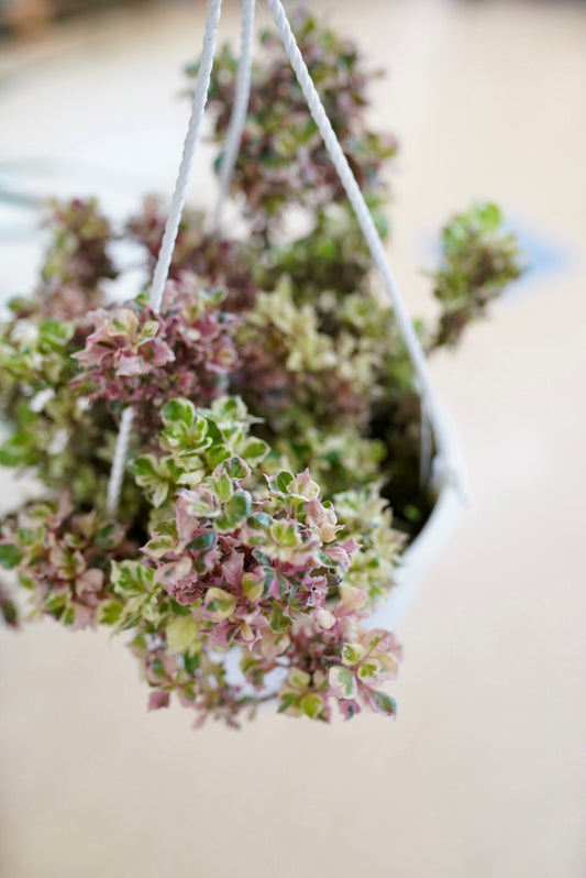 Alternanthera 'Ruby Flake'