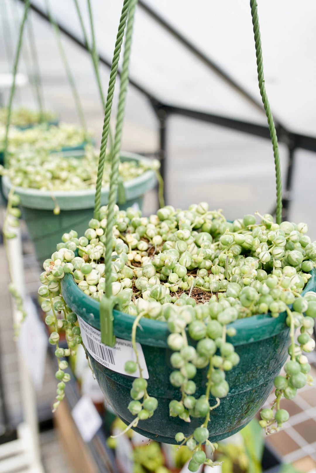 String of Pearls (Senecio Rowleyanus)