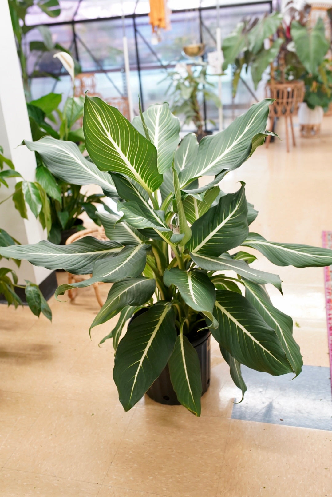 Dieffenbachia 'Sterling' (will not ship)