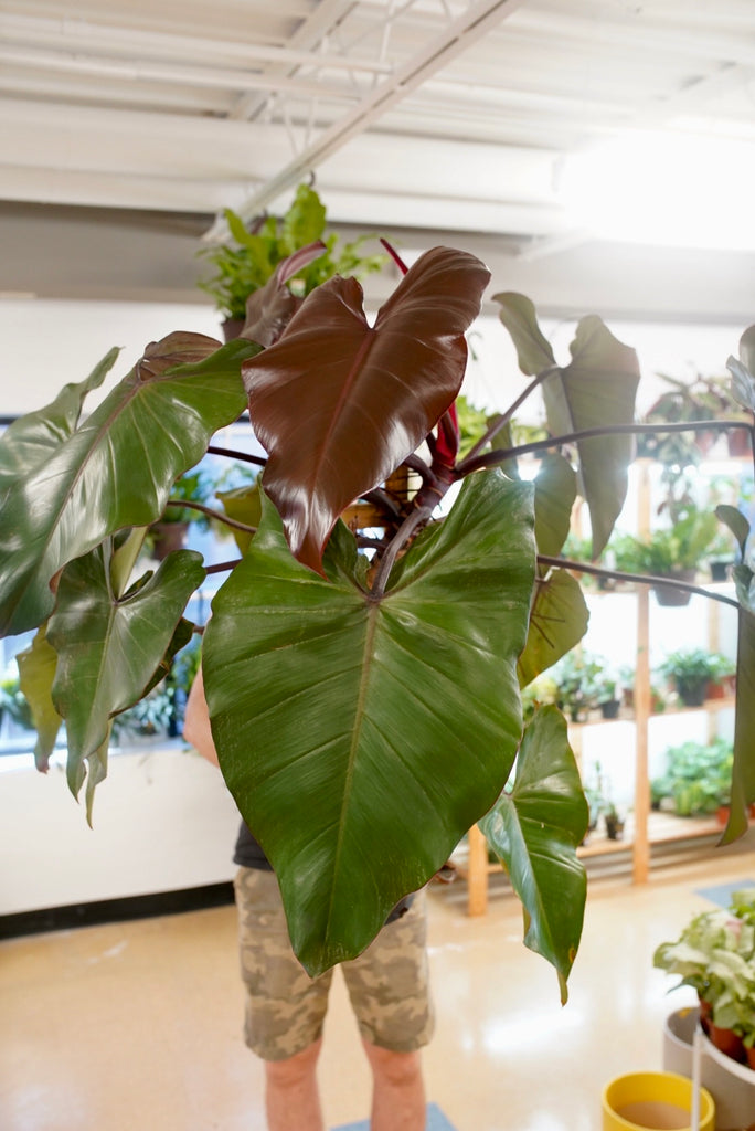 Philodendron Dark Lord