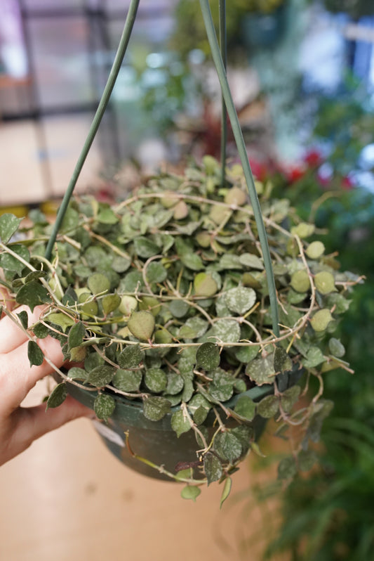 Hoya Curtisii