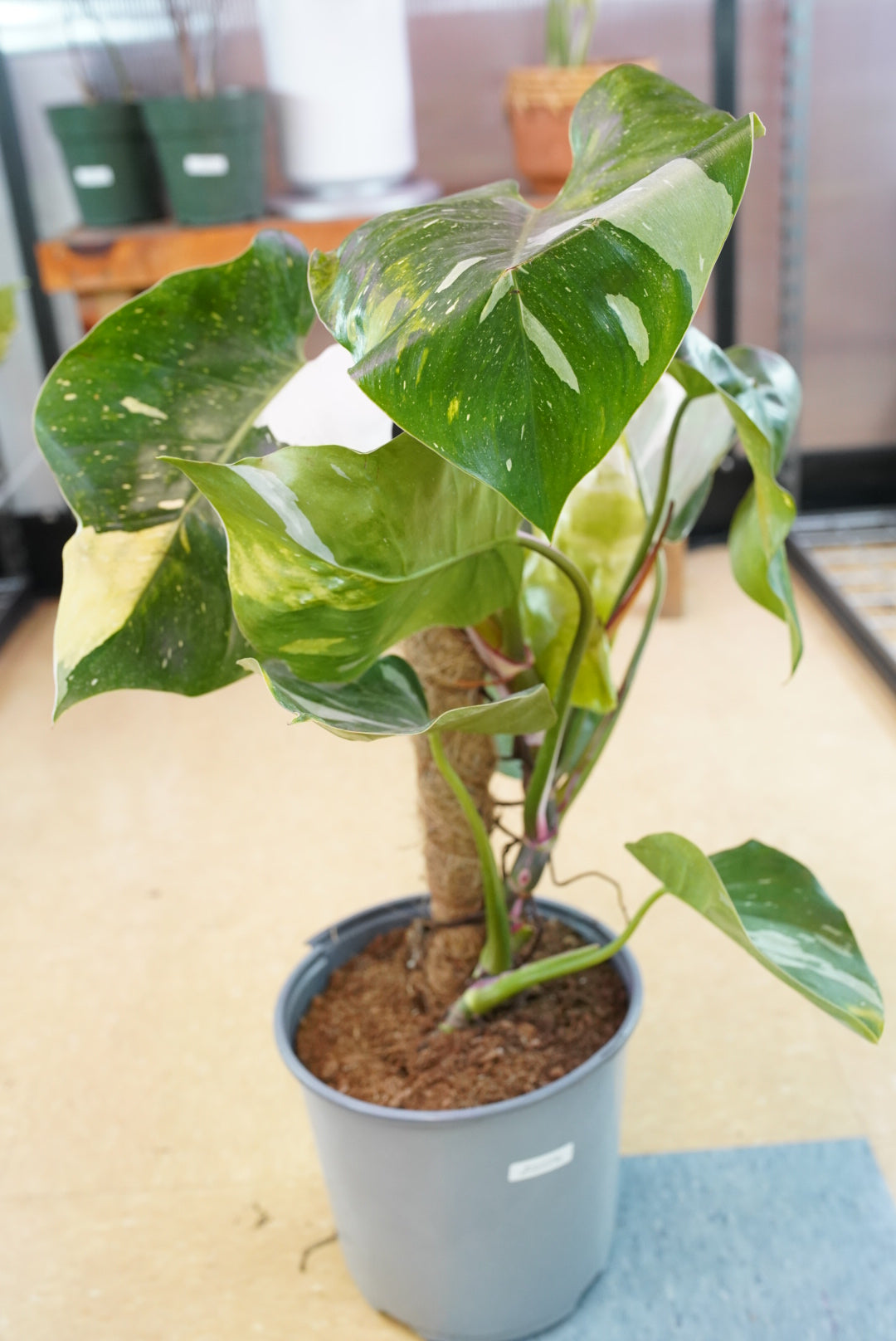 Philodendron 'White Princess'