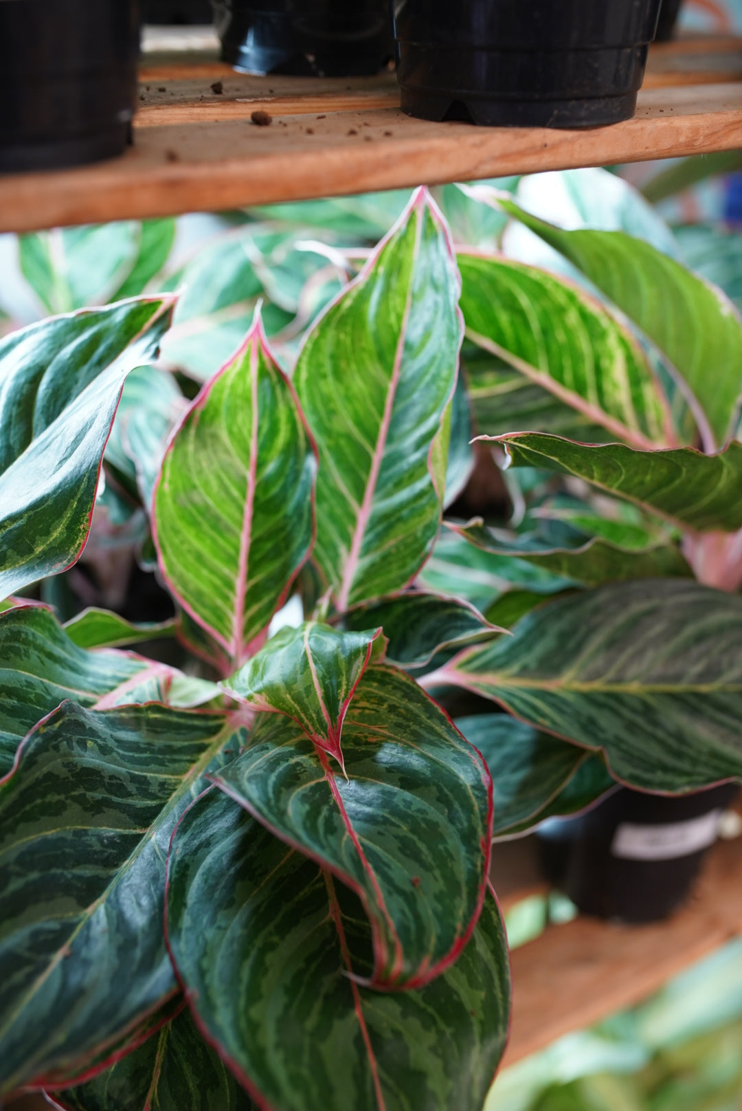Aglaonema Moonstone Miles