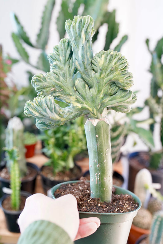 Blue Myrtle Crested Cactus