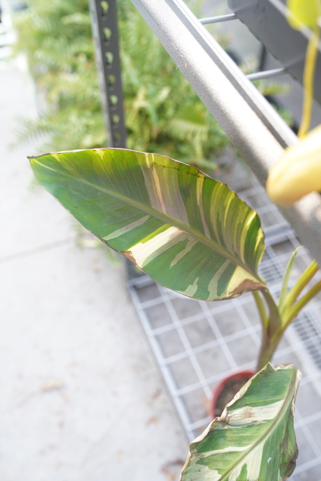 Musa Pink Nono Variegated Banana