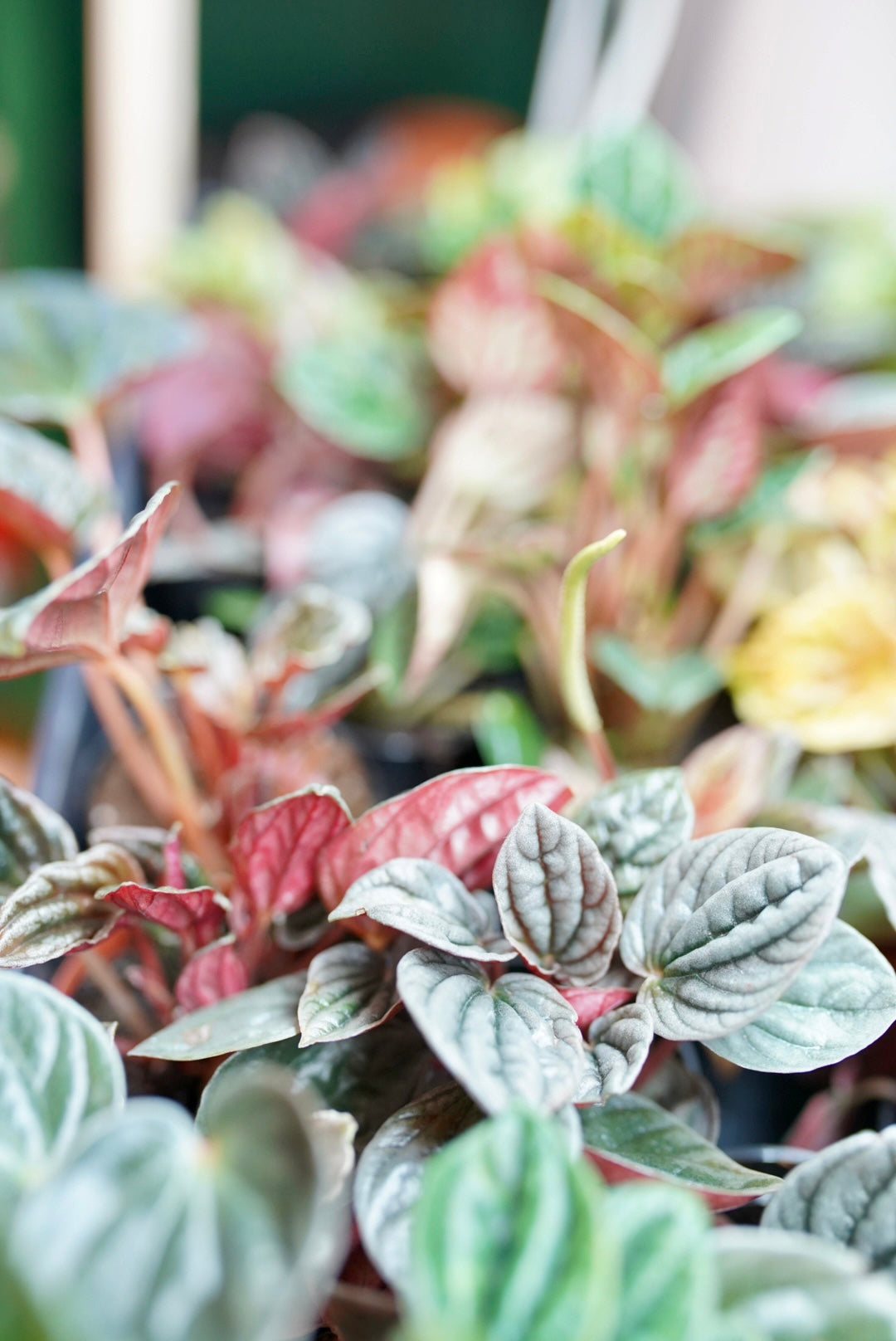 2.5" Assorted Peperomia