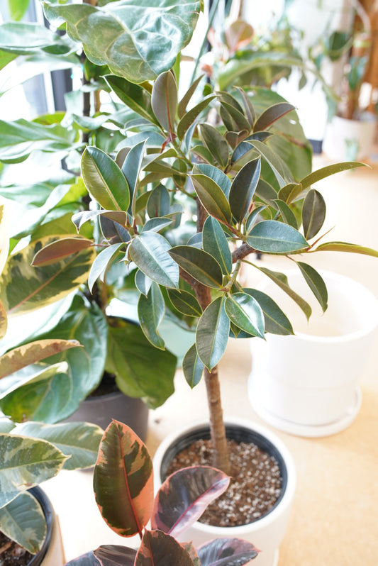 Ficus Melany