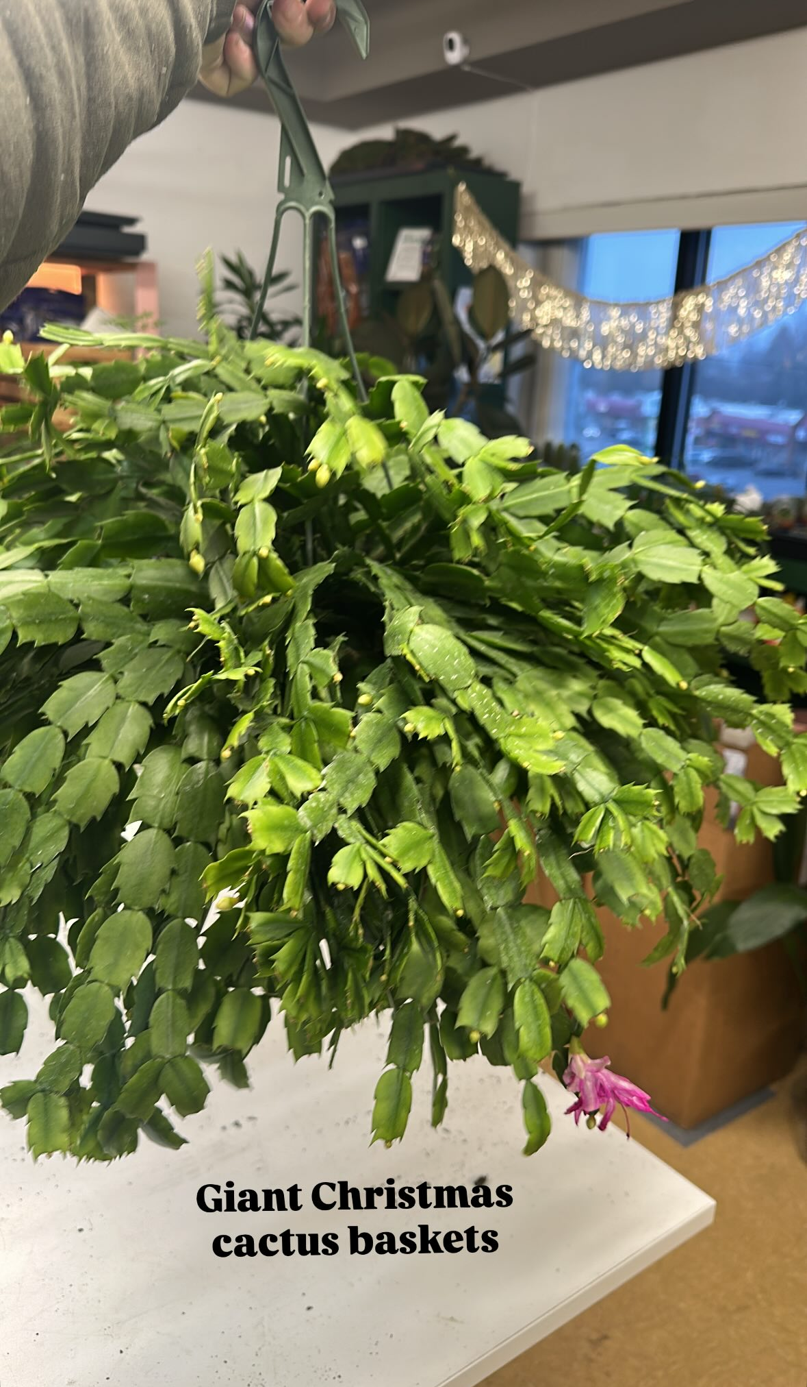 Thanksgiving Cactus (Schlumbergera truncata)