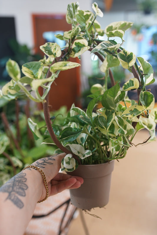 Epipremnum aureum 'N'Joy' Pothos
