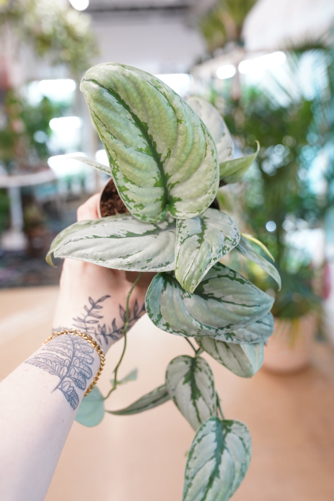 Scindapsus 'Kalimantan'