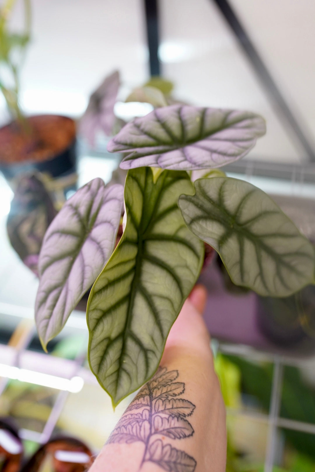 Alocasia Baginda 'Silver Dragon'