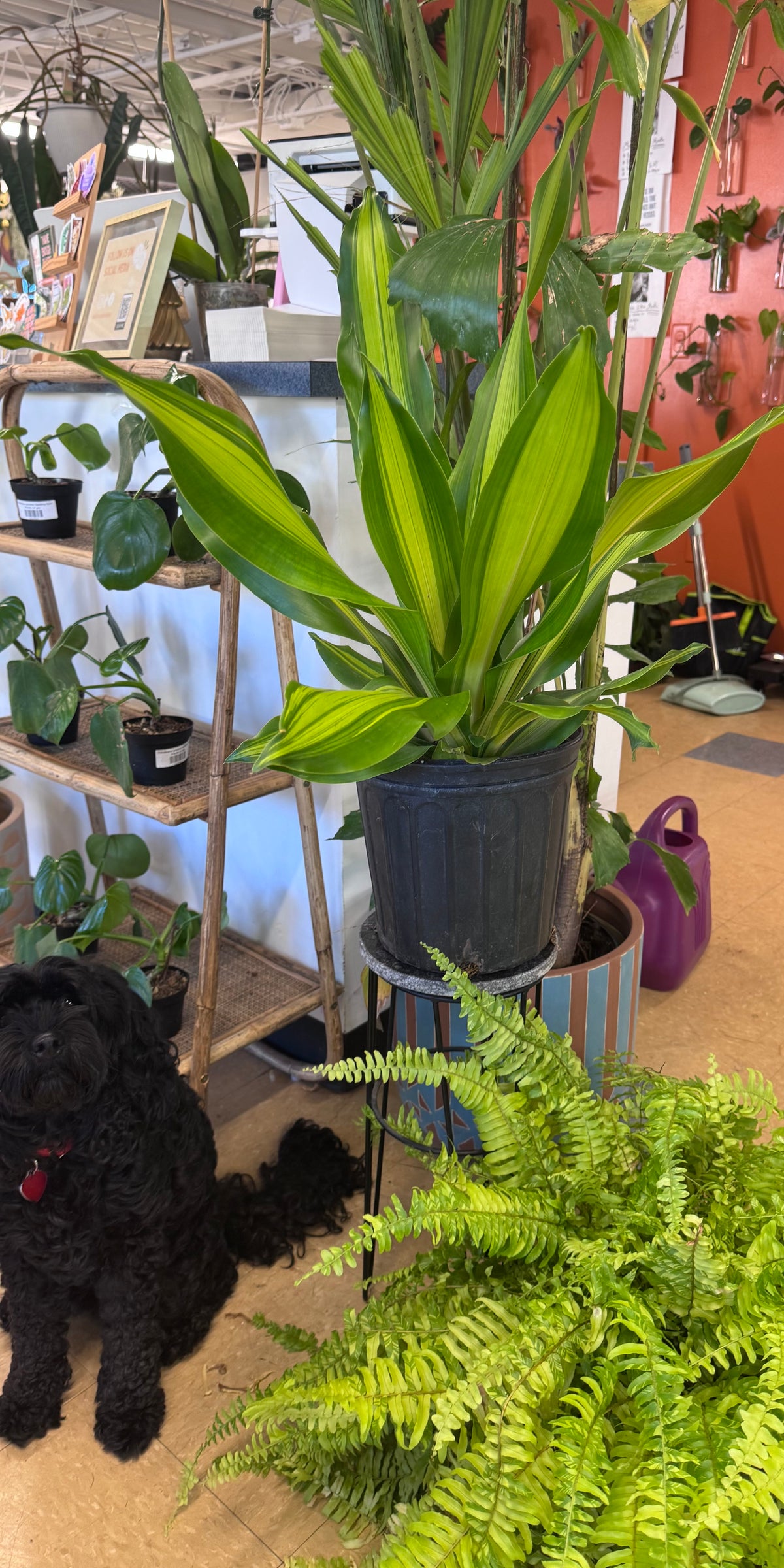 Dracaena 'Golden Heart'