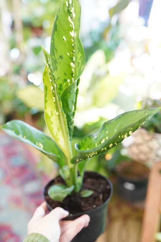 Dieffenbachia Crocodile