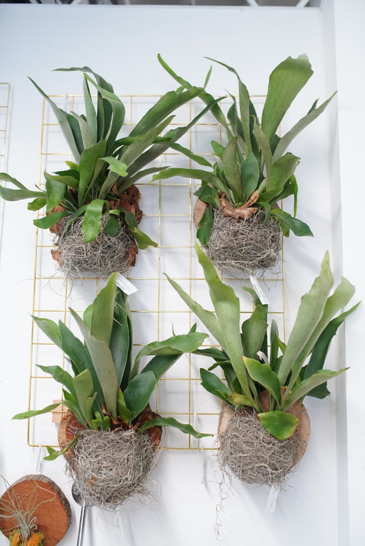 Staghorn Fern