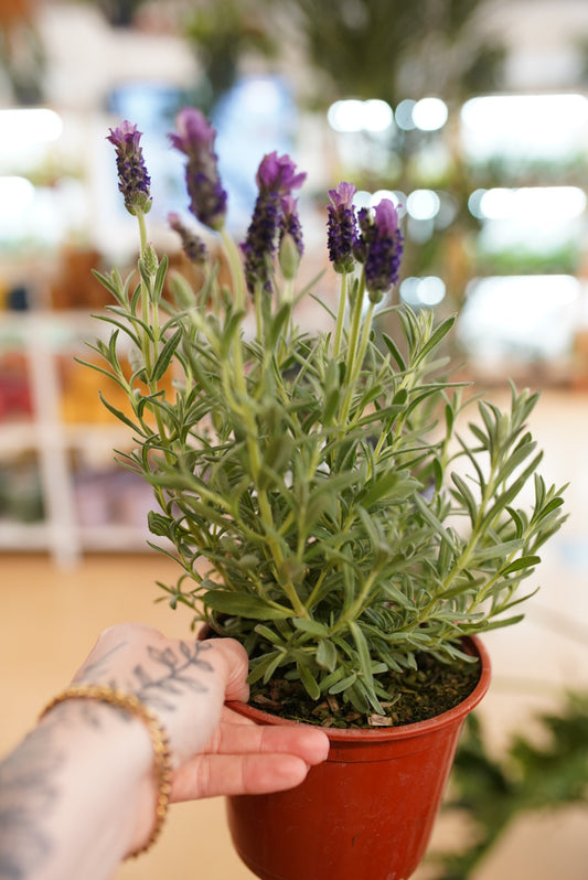 English Lavender ‘Buena Vista’