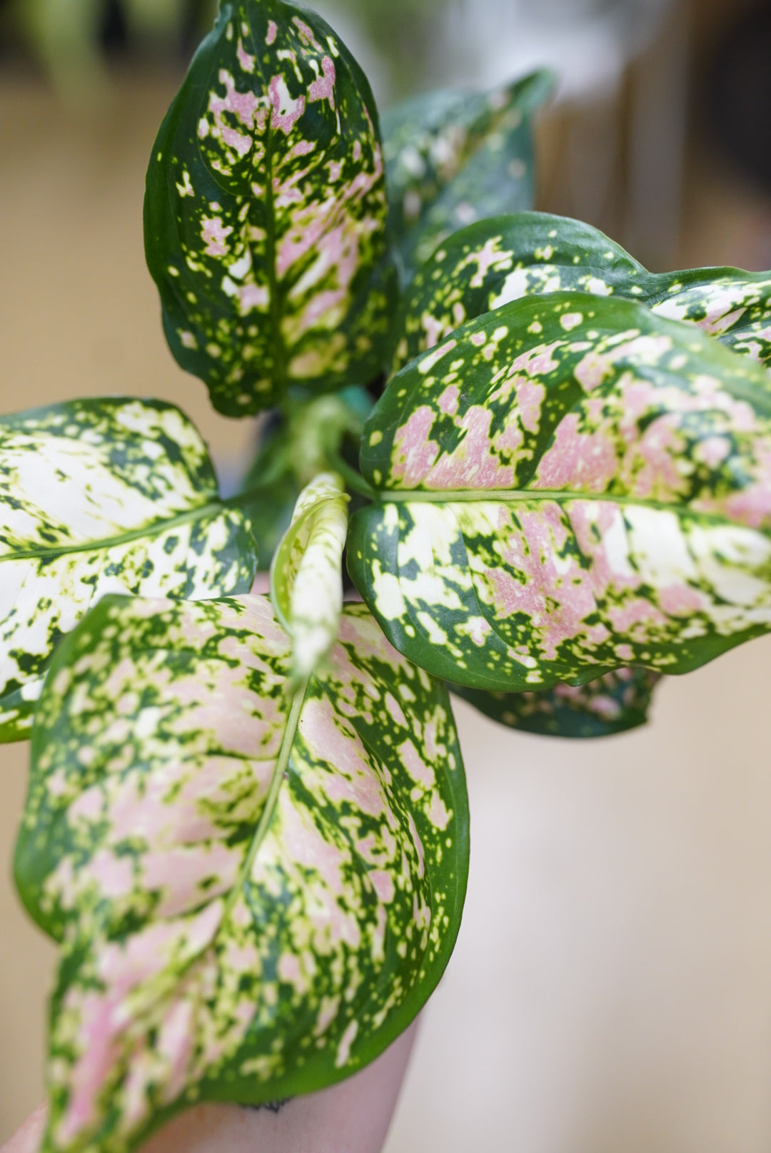 Aglaonema Anyamanee Tricolor