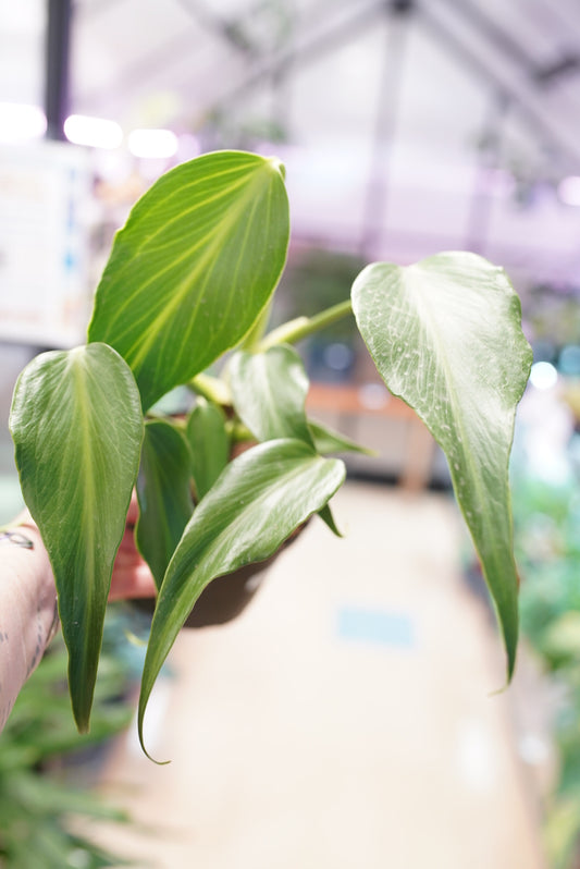 Monstera Burle Marx 'flame'
