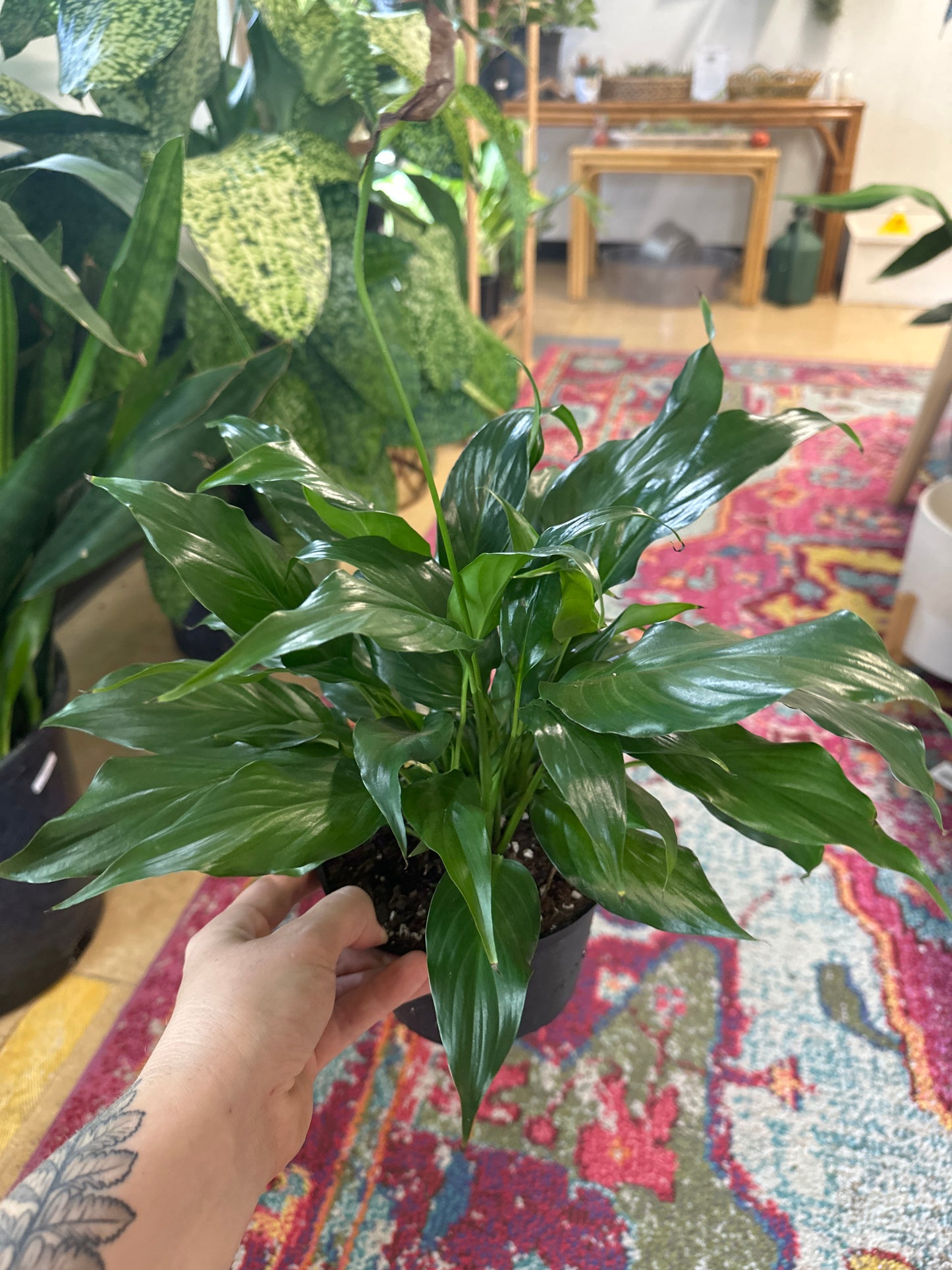 Spathiphyllum Peace Lily