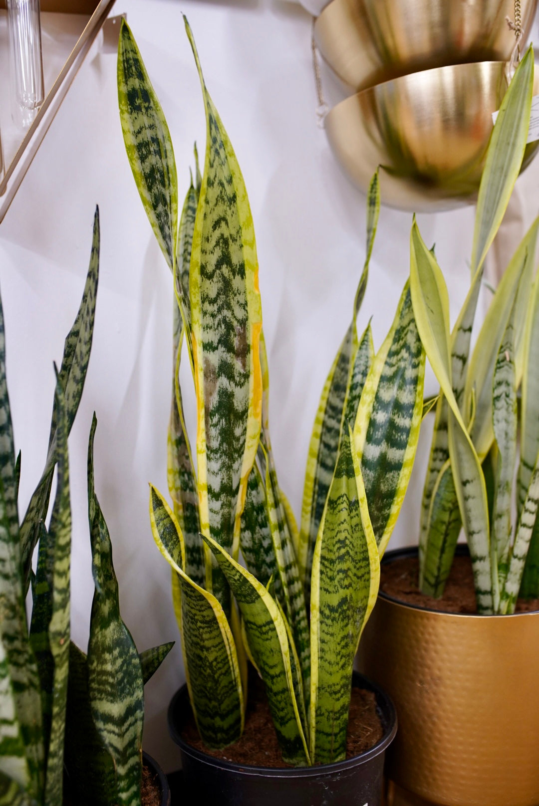 Sansevieria Laurentii