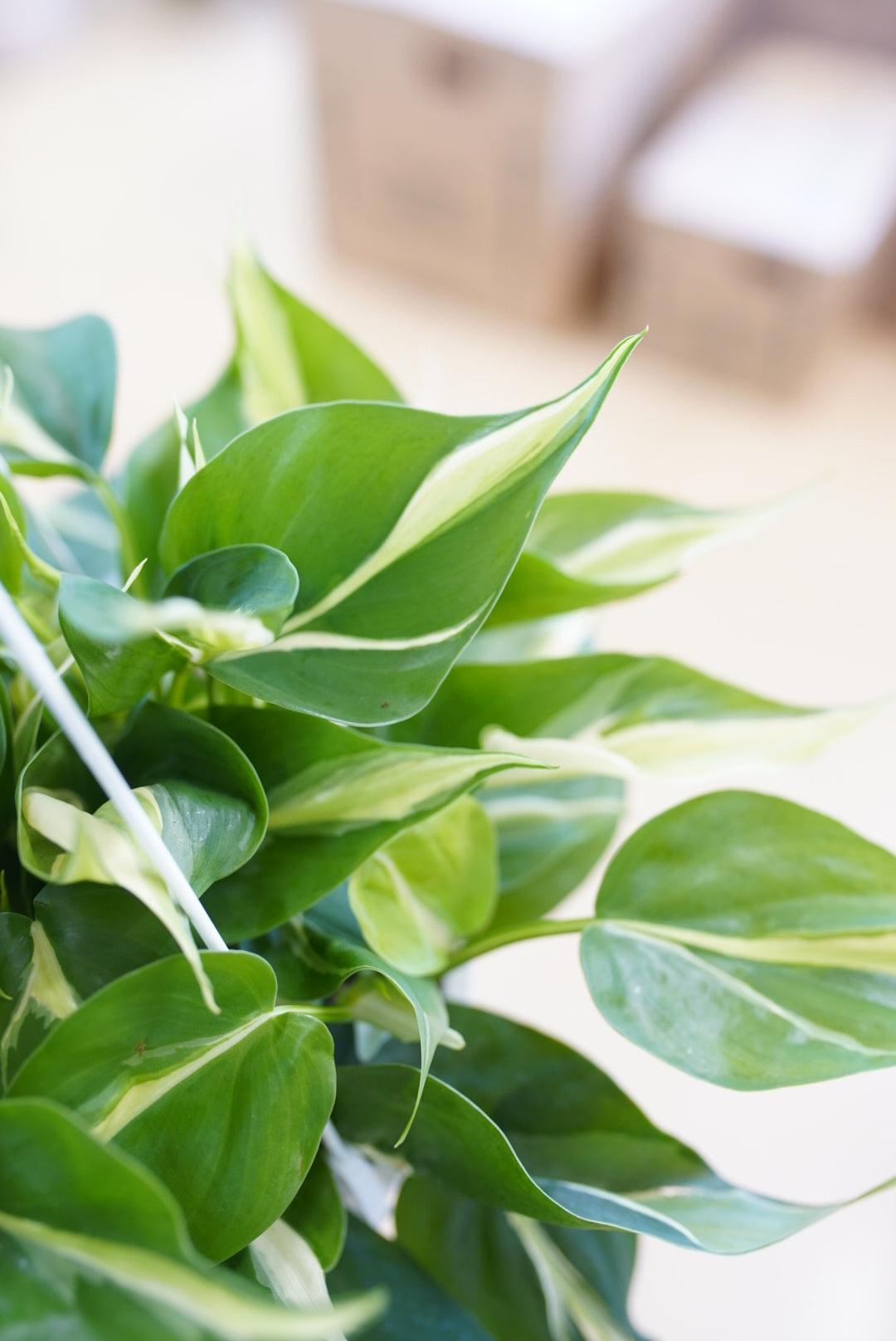 Philodendron Silver Stripe
