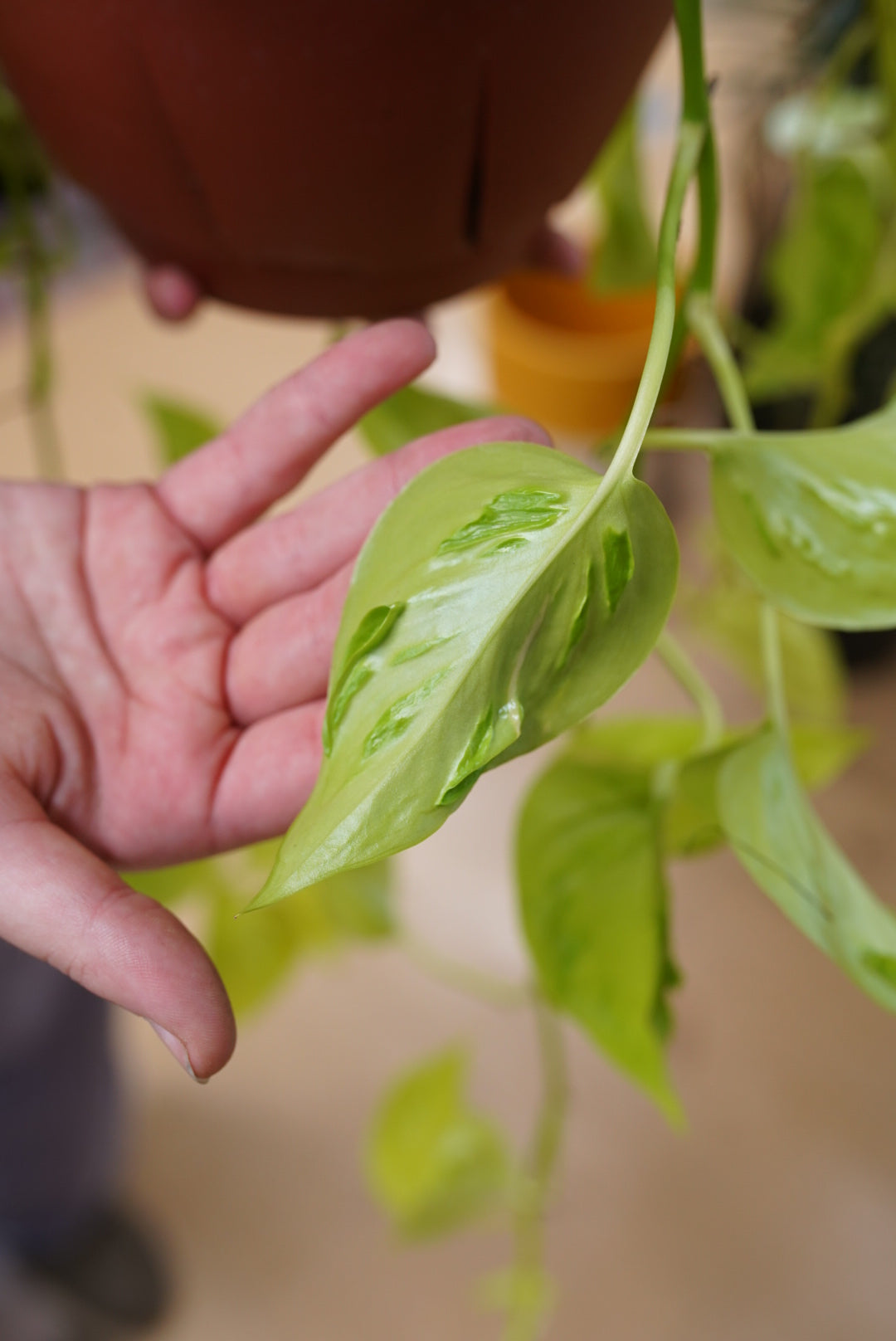Pothos Sao Paulo
