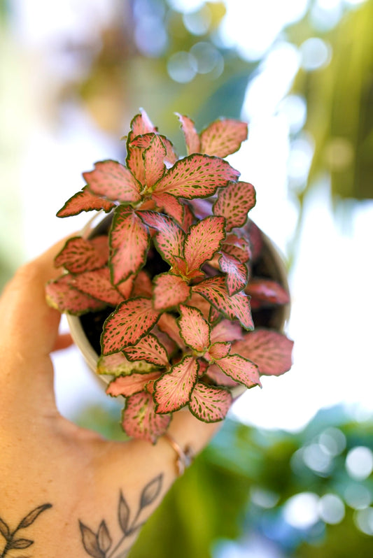 Fittonia Pink Forest Flame