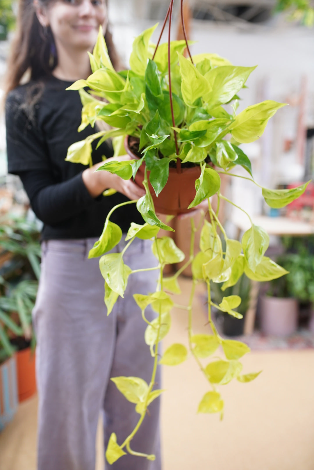 Pothos Sao Paulo