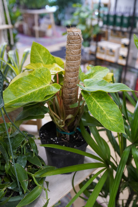 Philodendron Painted Lady